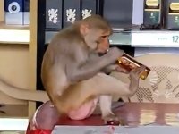 Video of Monkey Drinks Alcohol From Bottle In A Liquor shop.jpg
