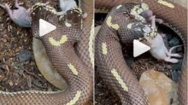 Shocking Video of Two-headed snake swallows mice.jpg